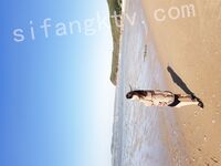 我和愛養泰迪的女友那些風流事 分手後的性生活泄露 內射流精 完美露臉 高清