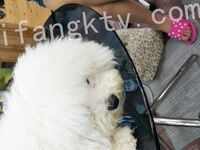 我和愛養泰迪的女友那些風流事 分手後的性生活泄露 內射流精 完美露臉 高清