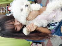 我和愛養泰迪的女友那些風流事 分手後的性生活泄露 內射流精 完美露臉 高清