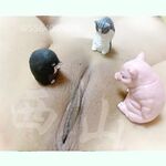 青春無敵 長江後浪推前浪 推特私密圈收集各大網紅小姐姐抖音風變裝BGM裸舞風格奇葩另類