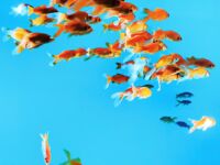 超人氣大神『王動』2022最新重磅私拍 全新嫩模 全裸出鏡 情色藝術完美結合 高清