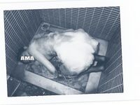 走另類情色唯美路線的攝影大咖AMA女體藝術私拍各種露臉極品反差美模觀感另一種滋味