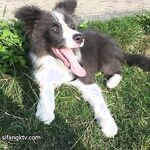 土豪尤物『抖叔』+色影大神『酒月』+頂級女神『希威社』最強七月甄選 視覺盛宴 -Reservoir Dog