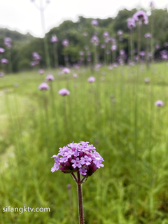 【唯美女神 重磅精品】最新推特五位『稀有古裝風』色影大神私拍甄選 想入菲菲