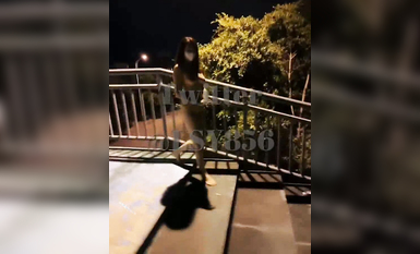 最新推特七位人氣蘿莉女主露出私拍 戶外野戰全裸路邊翹美臀後入啪啪林淑怡 (3)