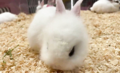 超嫩蘿莉雲集『玉紫醬+甜甜起司桃+貓七小+兔醬』極品翹乳粉穴榨乾你的精華超養眼yui (11)