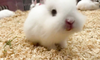 超嫩蘿莉雲集『玉紫醬+甜甜起司桃+貓七小+兔醬』極品翹乳粉穴榨乾你的精華超養眼yui (11)