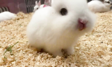 超嫩蘿莉雲集『玉紫醬+甜甜起司桃+貓七小+兔醬』極品翹乳粉穴榨乾你的精華超養眼yui (11)