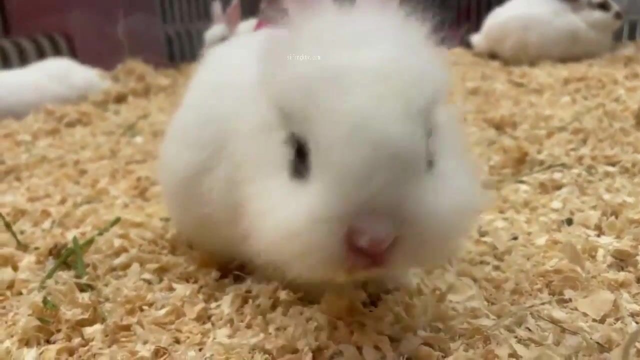 超嫩蘿莉雲集『玉紫醬+甜甜起司桃+貓七小+兔醬』極品翹乳粉穴榨乾你的精華超養眼yui (11)