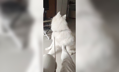 兩位高顏值COS女神『木之本瀾+桃谷若姬子』最新大尺私拍 各式動漫女神 美乳粉穴 高清 (15)