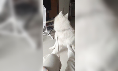 兩位高顏值COS女神『木之本瀾+桃谷若姬子』最新大尺私拍 各式動漫女神 美乳粉穴 高清 (15)