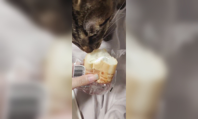 兩位高顏值COS女神『木之本瀾+桃谷若姬子』最新大尺私拍 各式動漫女神 美乳粉穴 高清 (8)